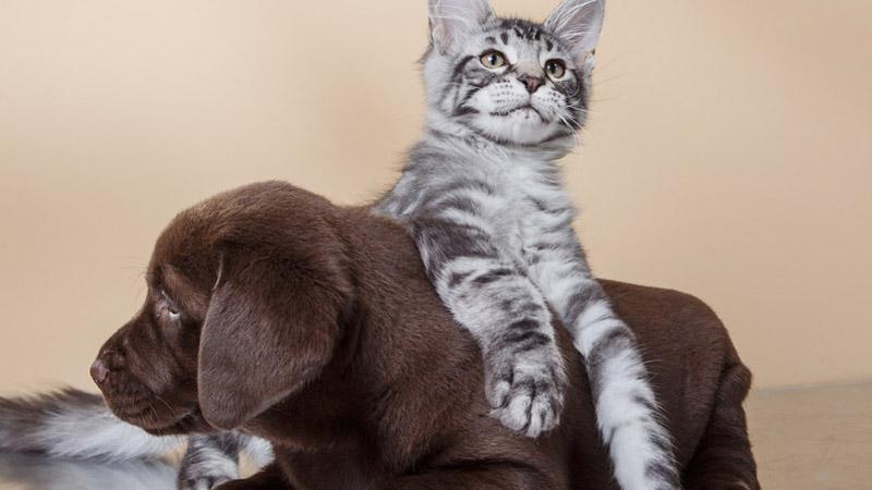 Medicamentos Manipulados para seus PETS.